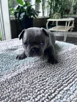Blue fawn, a female French Bulldog for sale in Sioux Rapids, IA – 2 of 3