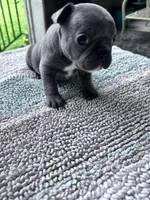 Blue fawn, a female French Bulldog for sale in Sioux Rapids, IA – 3 of 3