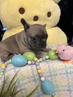 Tux, a male French Bulldog for sale in Sioux Rapids, IA – Photo 2 of 2