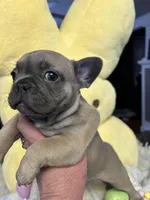 Tux, a male French Bulldog for sale in Sioux Rapids, IA – Photo 1 of 2