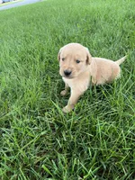 AKC Princess , a female Golden Retriever for sale in Seneca, MO – 2 of 10