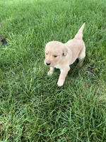 AKC Princess , a female Golden Retriever for sale in Seneca, MO – 4 of 10