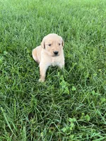 AKC Princess , a female Golden Retriever for sale in Seneca, MO – 10 of 10