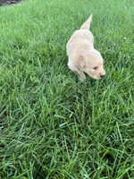 AKC Princess , a female Golden Retriever for sale in Seneca, MO – 9 of 10