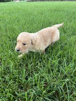 AKC Princess , a female Golden Retriever for sale in Seneca, MO – 3 of 10