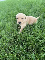 AKC Princess , a female Golden Retriever for sale in Seneca, MO – 1 of 10