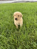 AKC Princess , a female Golden Retriever for sale in Seneca, MO – 7 of 10