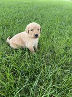 AKC Princess , a female Golden Retriever for sale in Seneca, MO – 8 of 10