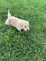 AKC Princess , a female Golden Retriever for sale in Seneca, MO – 6 of 10