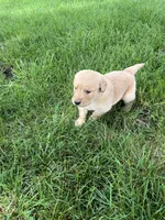 AKC Princess , a female Golden Retriever for sale in Seneca, MO – 5 of 10