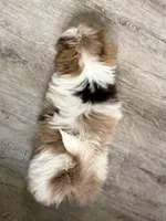 Neo, a male Pomeranian and Shih Tzu for sale in Grand Saline, TX – 6 of 6