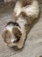 Neo, a male Pomeranian and Shih Tzu for sale in Grand Saline, TX – 2 of 6