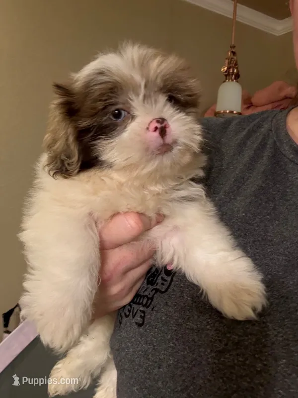 Neo – Pomeranian, Shih Tzu puppy for sale in Grand Saline, TX