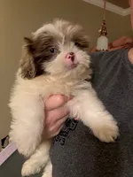 Neo, a male Pomeranian and Shih Tzu for sale in Grand Saline, TX – 1 of 6