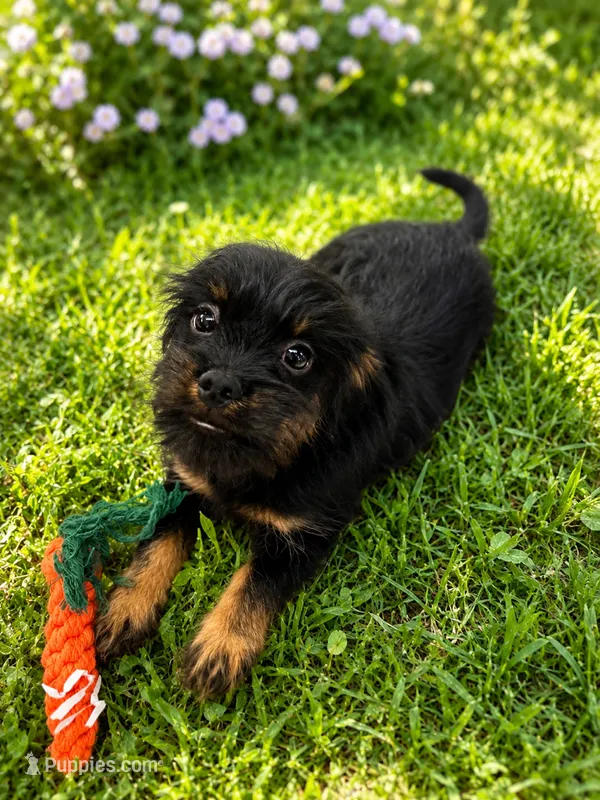 Shaggy – Brussels Griffon, Miniature Dachshund puppy for sale in Grand Saline, TX