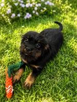 Shaggy, a male Brussels Griffon and Miniature Dachshund for sale in Grand Saline, TX – 1 of 2