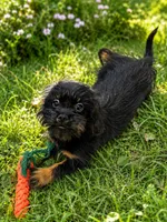 Shaggy, a male Brussels Griffon and Miniature Dachshund for sale in Grand Saline, TX – 2 of 2