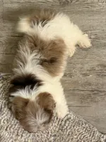 Neo, a male Pomeranian and Shih Tzu for sale in Grand Saline, TX – 4 of 6
