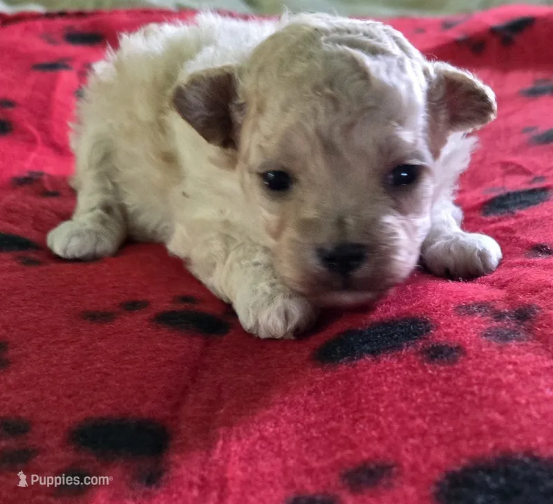 Cashmere  – Poodle - Toy  puppy for sale in Grand Saline, TX