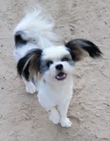 Bubbles , a female Poodle - Toy  for sale in Grand Saline, TX – 5 of 5