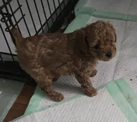 Molly, a female Poodle - Toy  for sale in Grand Saline, TX – 7 of 8