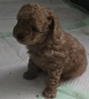 Molly, a female Poodle - Toy  for sale in Grand Saline, TX – 2 of 8