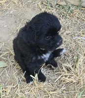 Bert, a male Poodle - Toy  for sale in Grand Saline, TX – 7 of 9