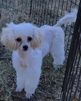 Mr Bojangels , a male Poodle - Toy  for sale in Grand Saline, TX – 6 of 7
