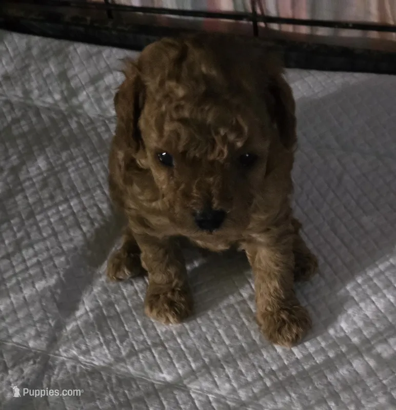 Mr Bojangels  – Poodle - Toy  puppy for sale in Grand Saline, TX