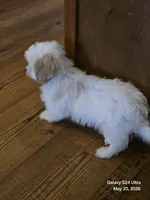 Bowie, a male Poodle - Toy  for sale in Grand Saline, TX – 9 of 10