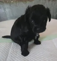 Bert, a male Poodle - Toy  for sale in Grand Saline, TX – 5 of 6