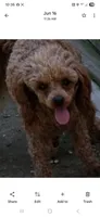 Mr Bojangels , a male Poodle - Toy  for sale in Grand Saline, TX – 7 of 7