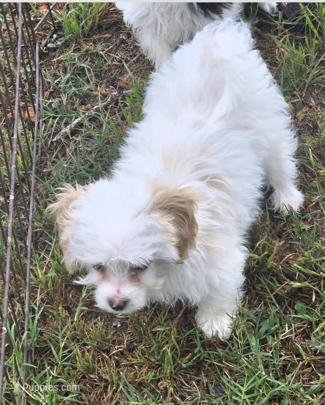 Bowie – Poodle - Toy  puppy for sale in Grand Saline, TX