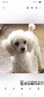 Cashmere , a female Poodle - Toy  for sale in Grand Saline, TX – 5 of 6