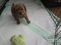 Molly, a female Poodle - Toy  for sale in Grand Saline, TX – 8 of 8