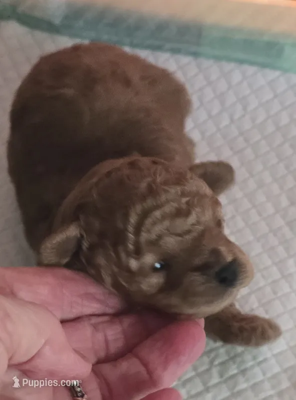 Mr Bojangels  – Poodle - Toy  puppy for sale in Grand Saline, TX