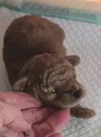 Mr Bojangels , a male Poodle - Toy  for sale in Grand Saline, TX – 1 of 7