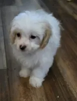 Bowie, a male Poodle - Toy  for sale in Grand Saline, TX – 4 of 10