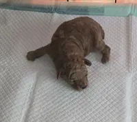 Mr Bojangels , a male Poodle - Toy  for sale in Grand Saline, TX – 2 of 7