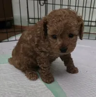 Molly, a female Poodle - Toy  for sale in Grand Saline, TX – 6 of 8