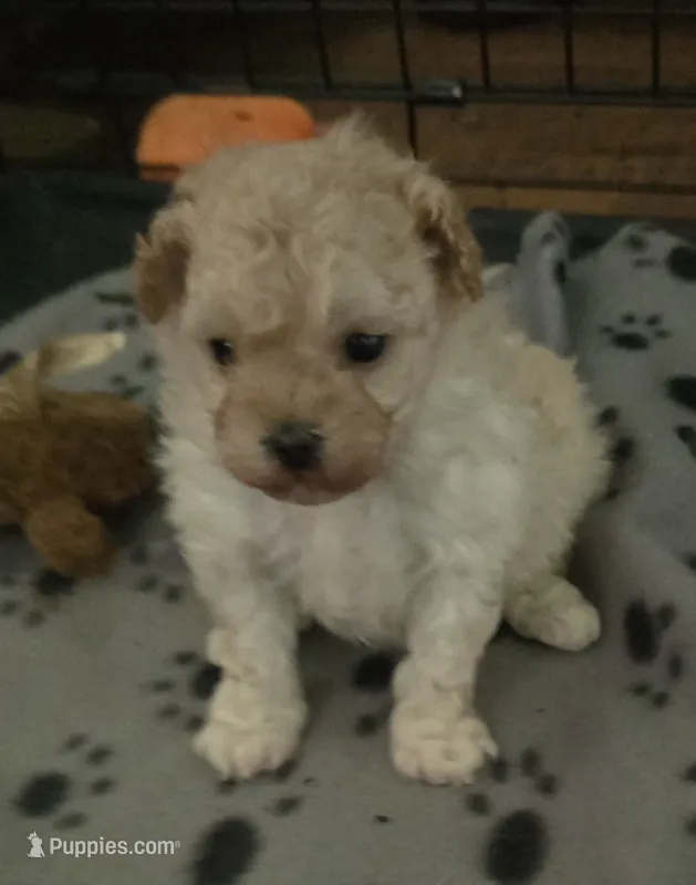 Cashmere  – Poodle - Toy  puppy for sale in Grand Saline, TX