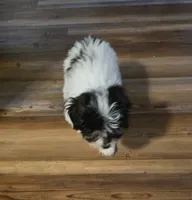 Banjo, a male Poodle - Toy  for sale in Grand Saline, TX – 6 of 10