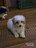 Bowie, a male Poodle - Toy  for sale in Grand Saline, TX – 8 of 10