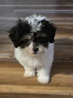 Banjo, a male Poodle - Toy  for sale in Grand Saline, TX – 2 of 10