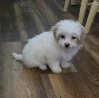 Bowie, a male Poodle - Toy  for sale in Grand Saline, TX – 7 of 10