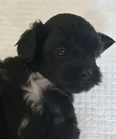 Bert, a male Poodle - Toy  for sale in Grand Saline, TX – 2 of 6