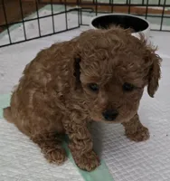 Molly, a female Poodle - Toy  for sale in Grand Saline, TX – 3 of 8