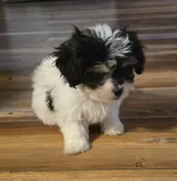 Banjo, a male Poodle - Toy  for sale in Grand Saline, TX – 5 of 10