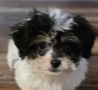 Banjo, a male Poodle - Toy  for sale in Grand Saline, TX – 9 of 10