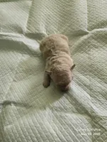 Cashmere , a female Poodle - Toy  for sale in Grand Saline, TX – 4 of 6